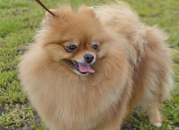 Spitz köpeklerinin şehir sergisi