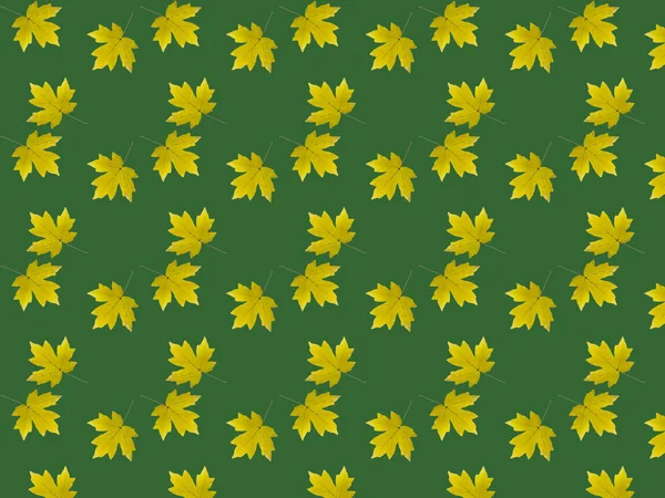 Κίτρινα Φύλλα Σφενδάμου Ανοιχτό Πράσινο Φόντο Μοτίβο Φθινοπωρινών Φύλλων — Φωτογραφία Αρχείου