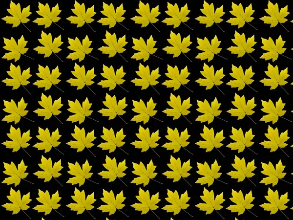 Motif Sans Couture Feuilles Érable Jaunes Sur Fond Noir Feuilles — Photo