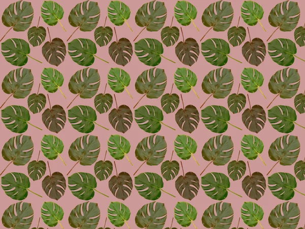 Seamless pattern of real monstera leaves on a pale pink background. Background from tropical leaves.