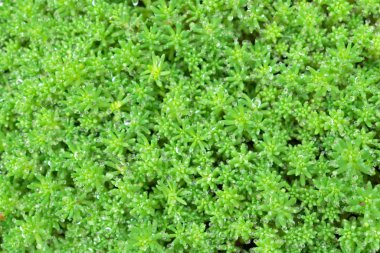 Çiy damlaları ile doğal yeşil çimen arka planı.