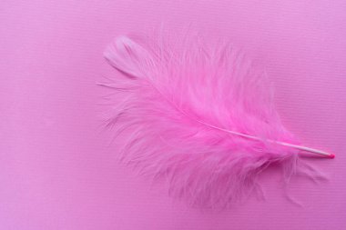 Pembe arka planda pembe tüy. Boşluğu kopyala.