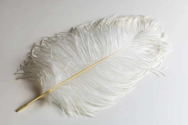 Pluma Avestruz Blanca Grande Sobre Fondo Blanco — Foto de Stock