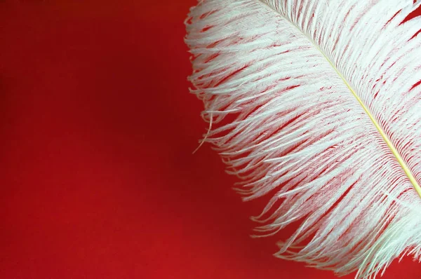 Pluma Grande Avestruz Blanco Sobre Fondo Rojo Copiar Espacio — Foto de Stock