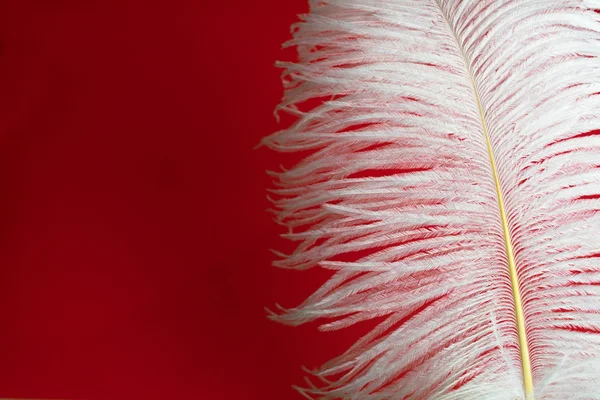 Grote Witte Struisvogelveer Een Rode Achtergrond Kopieerruimte — Stockfoto
