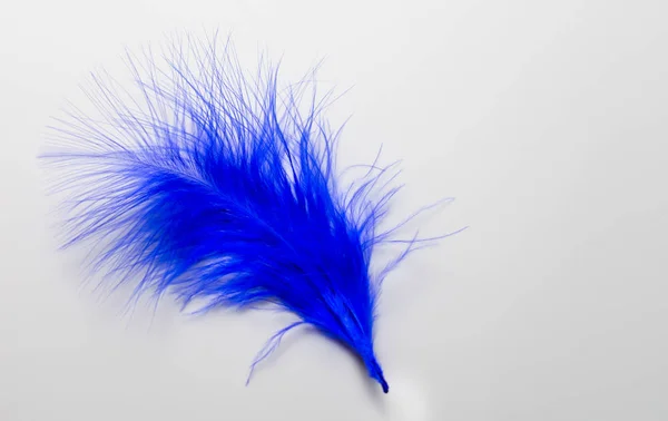 Blue Feather Isolated White Background Copy Space — Stock Photo, Image