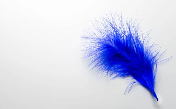 Blue Feather Isolated White Background Copy Space — Stock Photo, Image