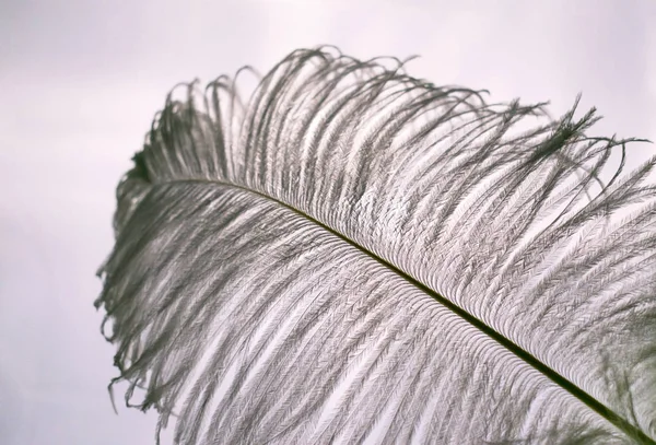 Witte Struisvogelveer Achtergrond Van Een Raam Close — Stockfoto