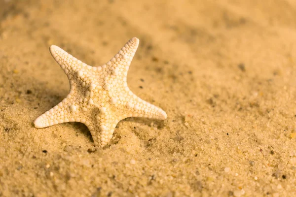 One Small Seaside Sand Copy Space — Stok fotoğraf
