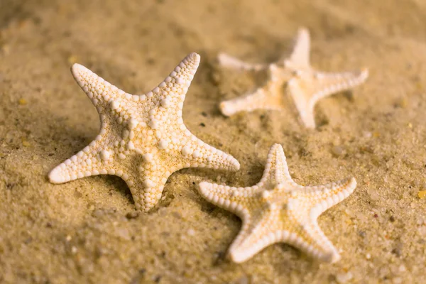 Small Sea Stars Beach Sand Selective Focus — Stok fotoğraf