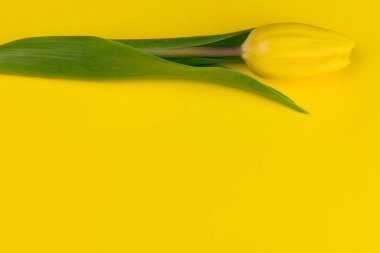 Parlak sarı arka planda sarı bir lale. Boşluğu kopyala