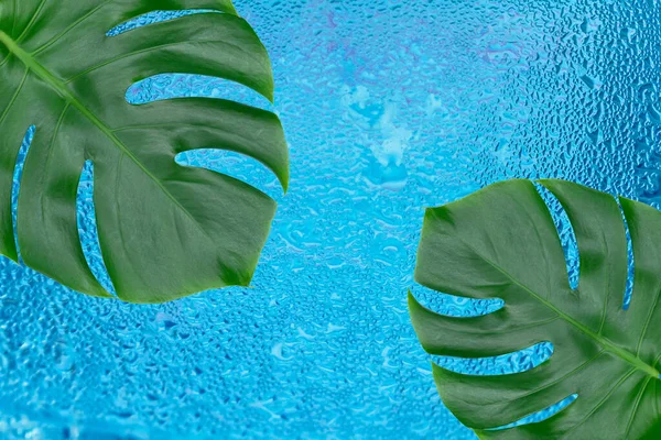 两片热带怪兽的叶子在堆叠的背景上 运送水滴 复制空间 — 图库照片