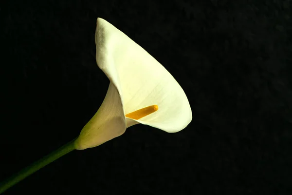 Flor Blanca Calla Lilly Aislada Sobre Fondo Negro — Foto de Stock