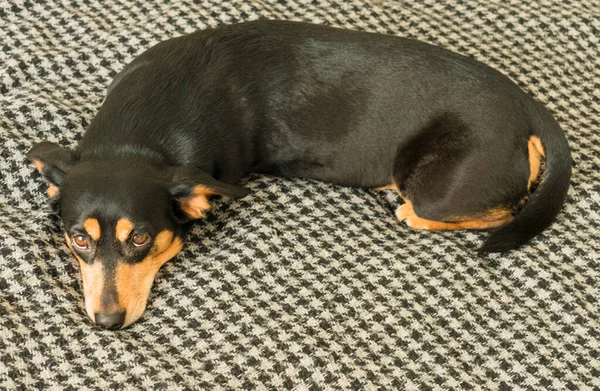 自宅で隔離中の悲しみのソファの上の黒い犬 — ストック写真