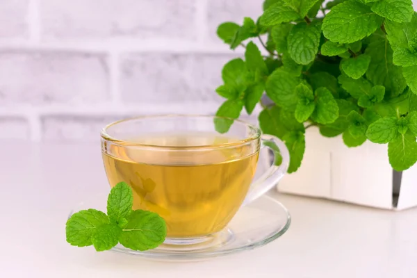 Mint tea in a transparent cup and fresh mint. Mint tea on a white background. Copy space.