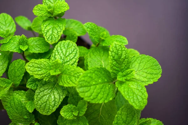 Feuilles Menthe Fraîches Sur Fond Sombre Espace Copie — Photo