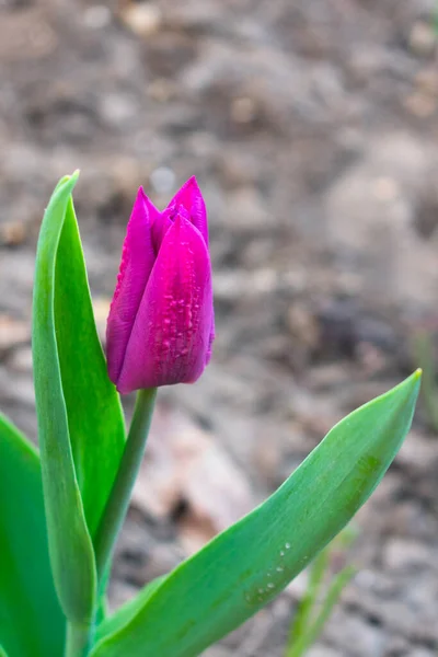 Tulipán Granate Jardín — Foto de Stock