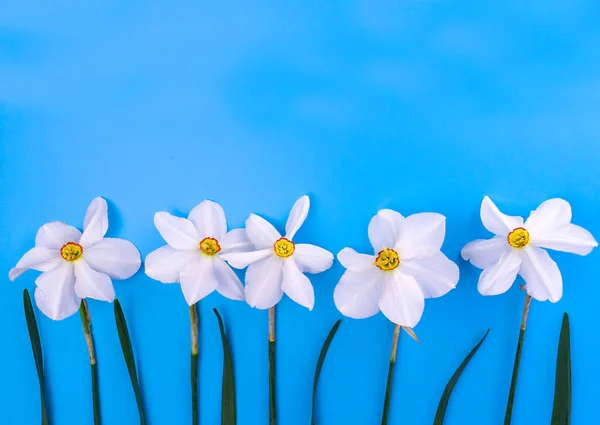 青い背景に列にダフォディの花を咲かせます スペースのコピー — ストック写真