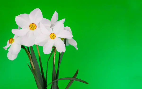 Flores Narciso Sobre Fondo Verde Copiar Espacio — Foto de Stock