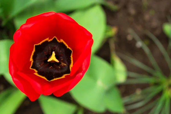 Ouvert Bourgeon Tulipe Rouge Vue Haut Gros Plan — Photo
