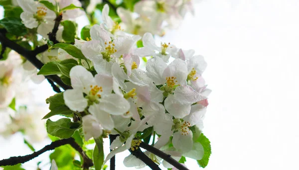 Blossoming branch of apple tree against light sky background. Copy space. Close-up. — Stock Image Blossoming Branch Apple Tree Light Sky Background Copy Space Close Stock Image