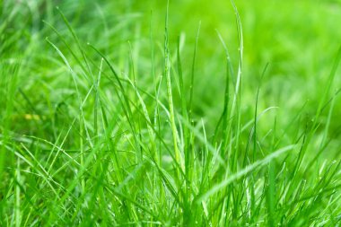 Yağmurdan sonra taze çimenler. Yakın plan. Arkaplan otu.
