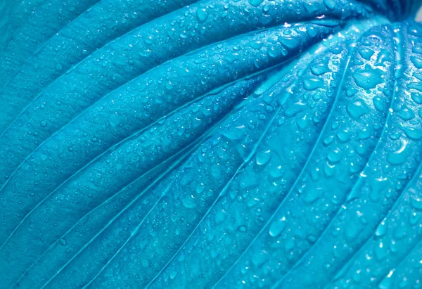 Синій Лист Краплями Роси Творчий Природний Фон — стокове фото