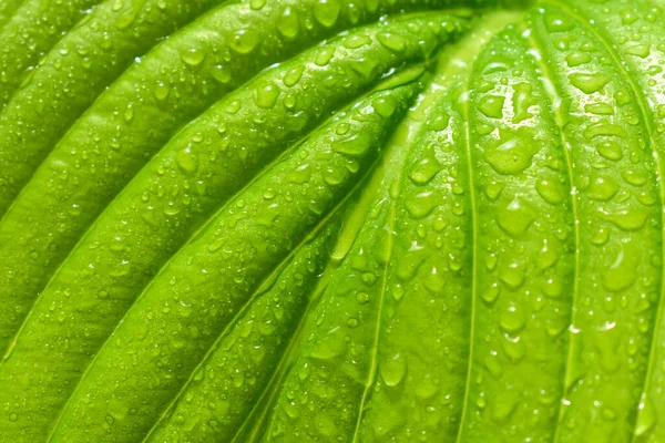 Grünes Blatt Mit Tropfen Morgentau Nahaufnahme — Stockfoto