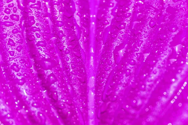 Nahaufnahme Eines Natürlichen Blattes Von Rosa Farbe Mit Wassertropfen — Stockfoto