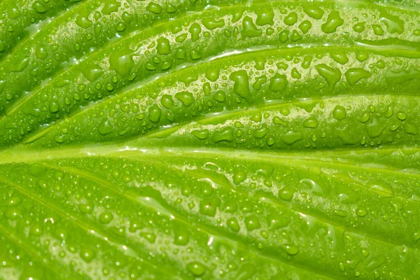 Grünes Blatt Mit Tautropfen Blatttextur — Stockfoto