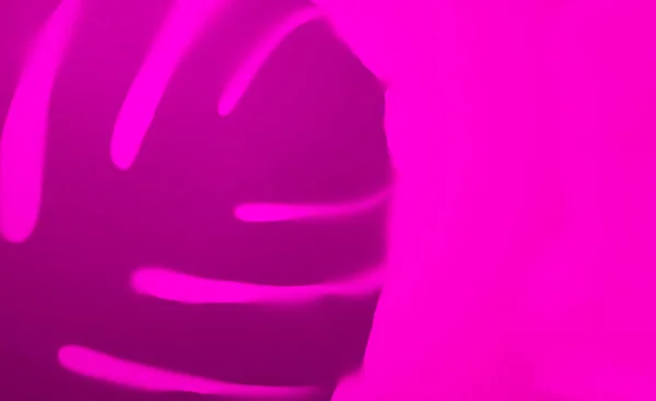Тень Тропического Листового Монстра Розовом Фоне Слева Копирование Пространства — стоковое фото