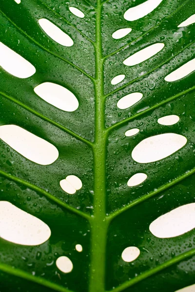 Část Velkého Listu Tropické Příšery Detailní Záběr Přírodní Pozadí Textury — Stock fotografie