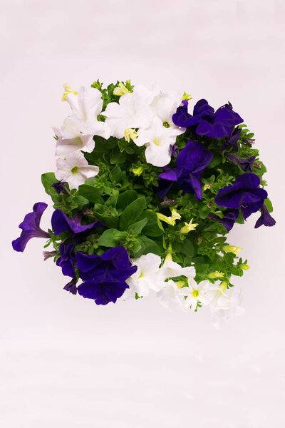 Bouquet of petunia flowers on a white background. View from the top.