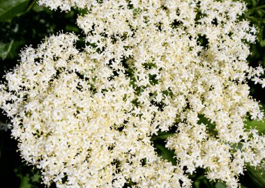 Çiçek açması mürver tomurcuk