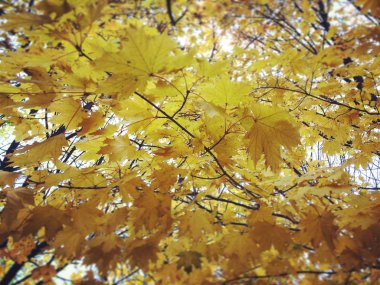 Ağaçta sonbahar yaprakları