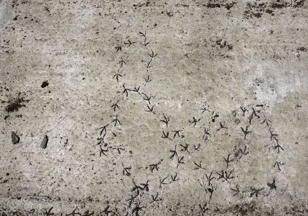 Kuşlar izleme ile beton yüzey