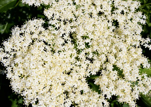 Çiçek açması mürver tomurcuk