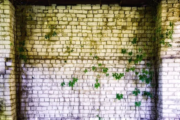 砖墙与杂草丛生的常春藤. — 图库照片