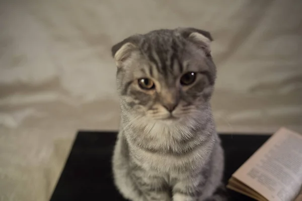 Sitting at sofa guilty  sad cat — Stock Photo, Image