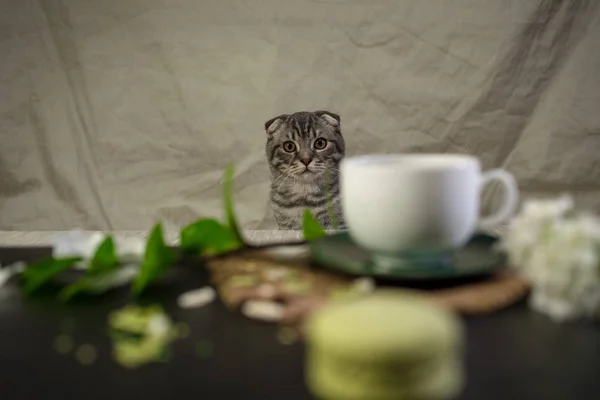 Schottische Faltkatze mit weißer Tasse Kaffee und grünen Makronen — Stockfoto