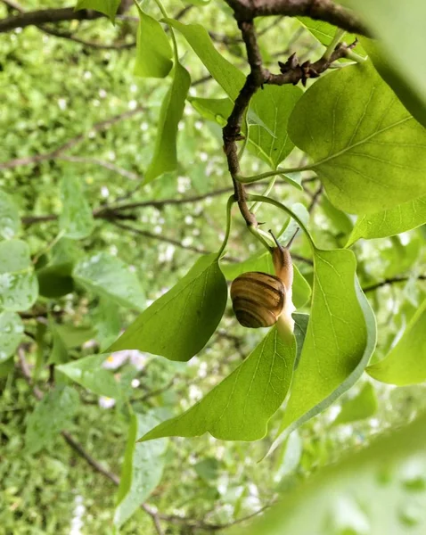 Salyangoz bir ev üzerindeki yeşil yaprak