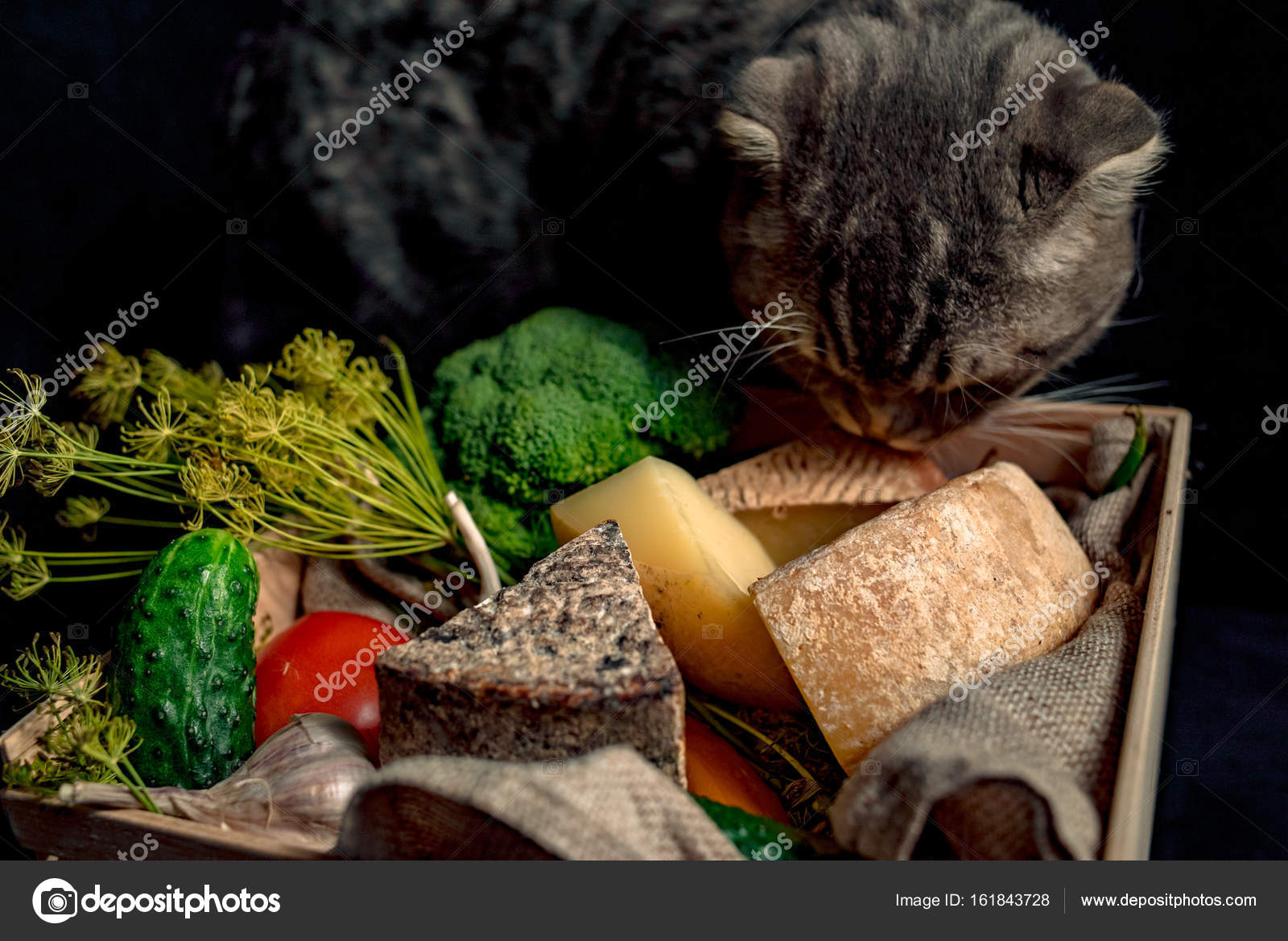Chat Pres De La Boite Avec Du Fromage Maison Kraft Image Libre De Droit Par Murmu05 Gmail Com C