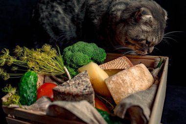 Kedi kutusunun yakınında bulunan kraft ev yapımı peynir ile