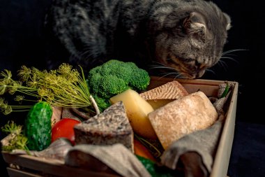 Kedi kutusunun yakınında bulunan kraft ev yapımı peynir ile