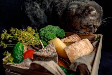 Kedi kutusunun yakınında bulunan kraft ev yapımı peynir ile