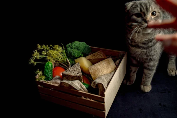 Katze in der Nähe der Schachtel mit selbst gemachtem Käse — Stockfoto