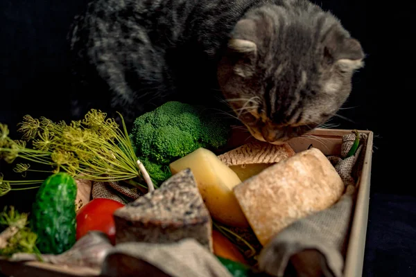 Kedi kutusunun yakınında bulunan kraft ev yapımı peynir ile