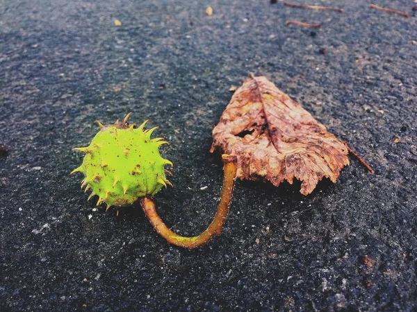 地面に葉を分離栗 — ストック写真