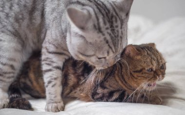 Kediler seks sahnesi