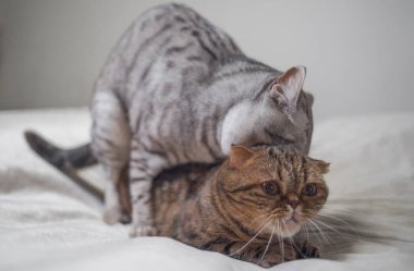 Kediler seks sahnesi